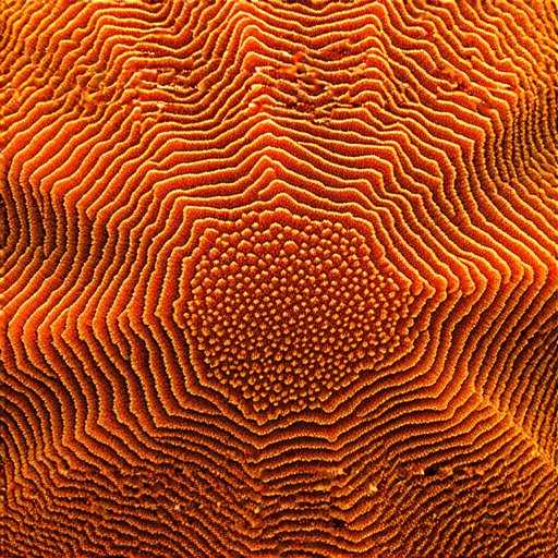 一隻鮮豔的海膽，背景為海洋環境，突顯其獨特的形態與顏色，表現海膽的自然之美及生態意義，並隱喻淘汰的進化過程。